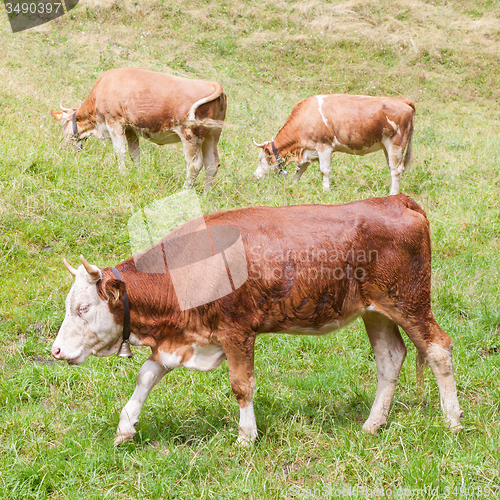 Image of Brown milk cow in a meadow of grass