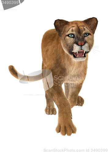 Image of Big Cat Puma