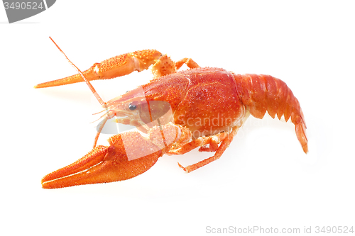 Image of crawfish