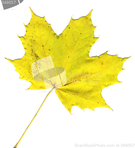 Image of autumnal leaf