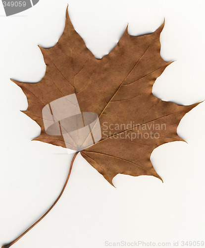 Image of autumnal leaf