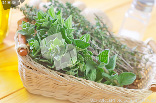 Image of oregano