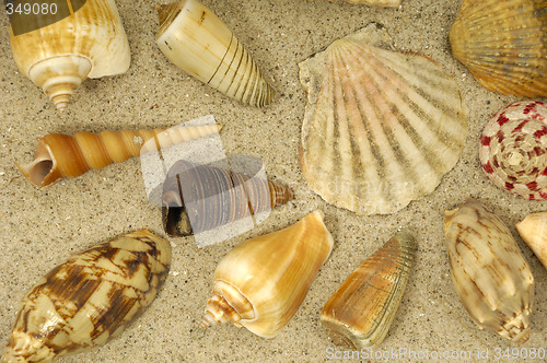 Image of Shells in the sand