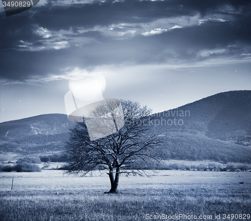 Image of One tree and full moon