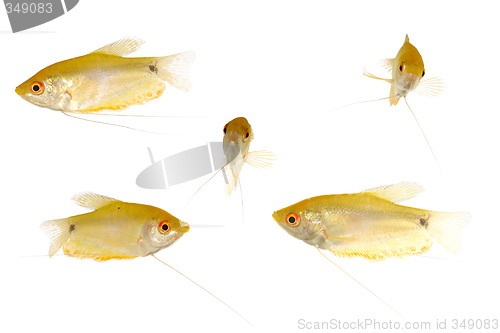 Image of Yellow fish