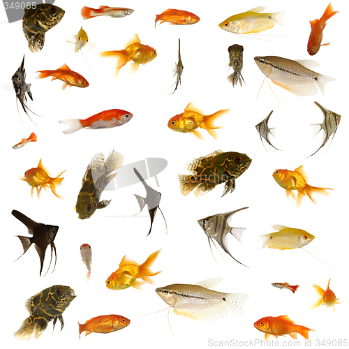 Image of Fish collection. 5000 x 5000 pixels.