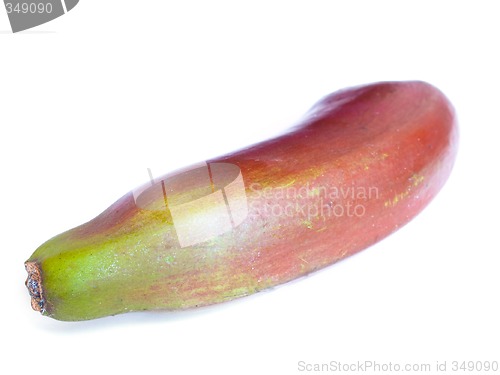 Image of Red banana (Ensete ventricosum)