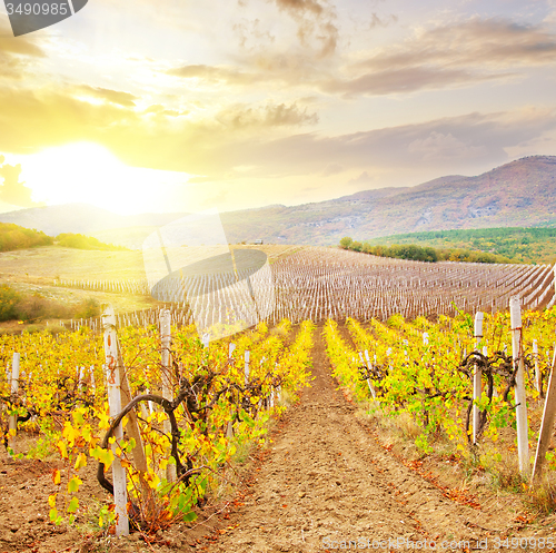 Image of Vineyard in Crimea, mountain in Crimea