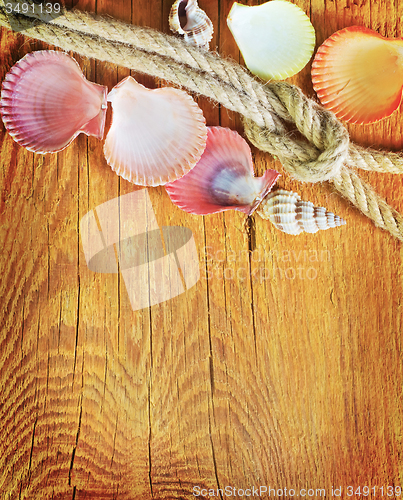 Image of shells on wooden background