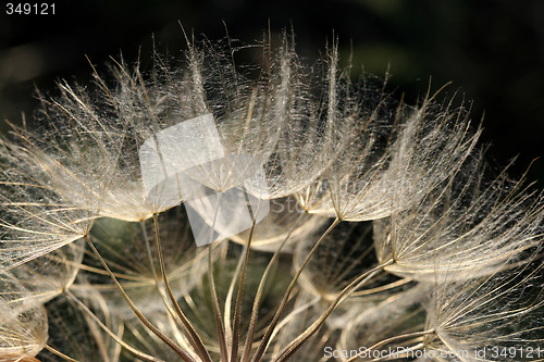 Image of Dandelion blowball