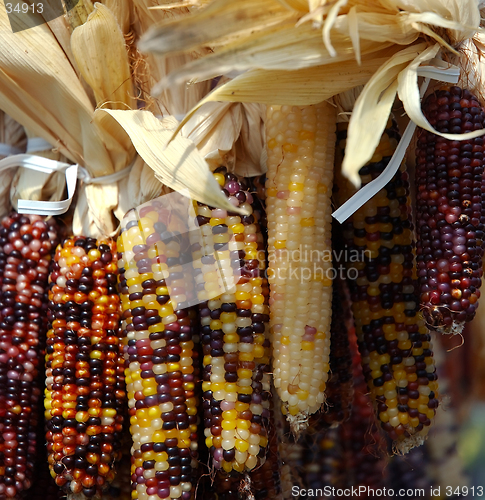 Image of Indian Corn