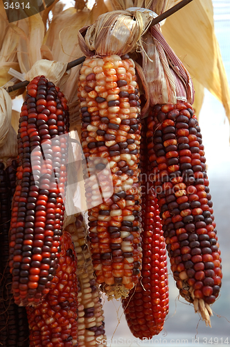 Image of Indian Corn