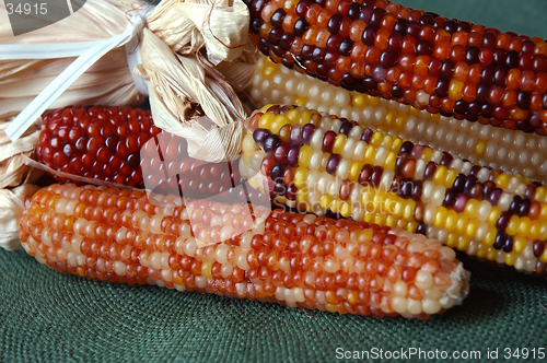 Image of Indian Corn