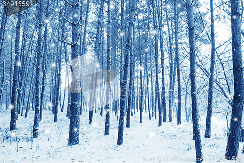 Image of snow in the forest