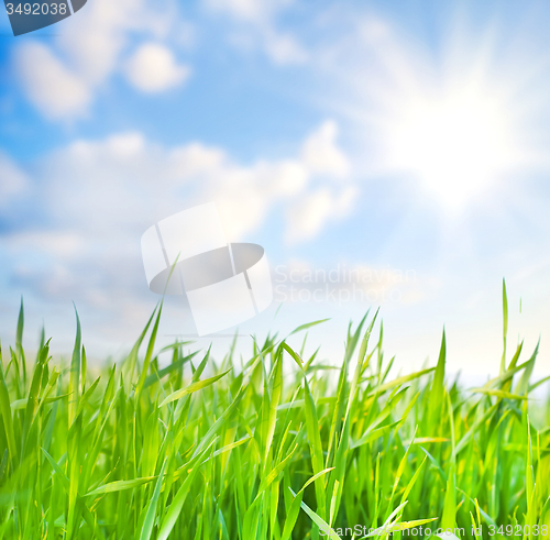 Image of grass and sky