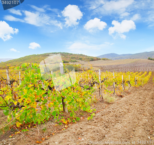 Image of Vineyard in Crimea, mountain in Crimea