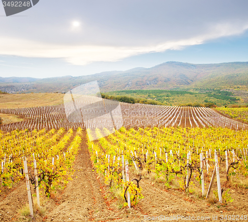 Image of Vineyard in Crimea, mountain in Crimea