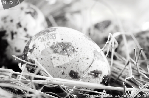 Image of quail eggs