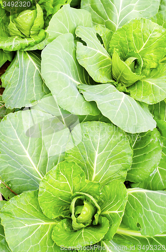 Image of cabbage