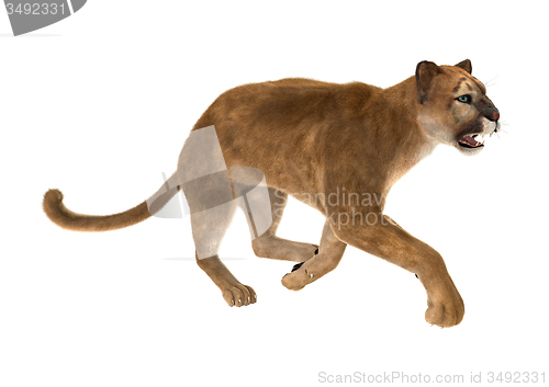 Image of Big Cat Puma