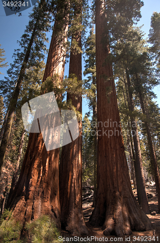 Image of Giant Sequoia in Yosemite