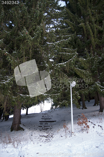 Image of Romantic show forest