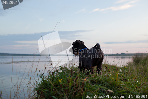 Image of Dog on sunset