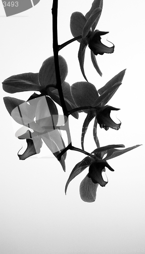 Image of orchid