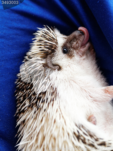 Image of Cute hedgehog