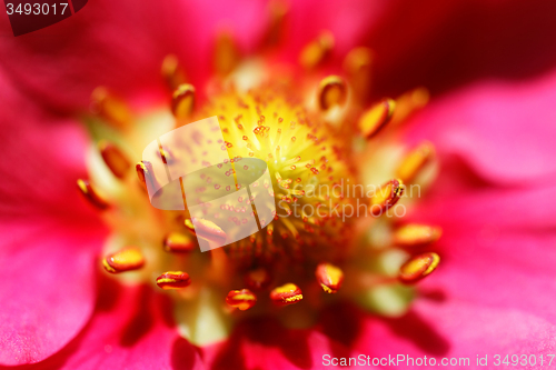 Image of Strawberry flower