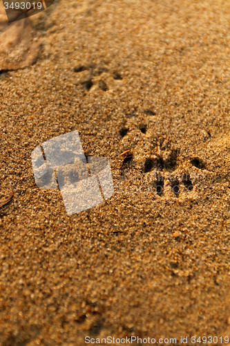 Image of Animal foot print