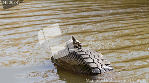 Image of Cute turtle