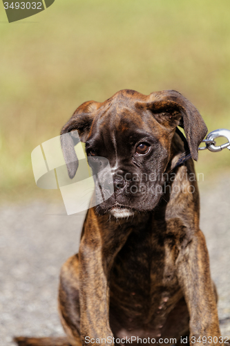 Image of Boxer dog