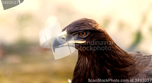 Image of Brown eagle