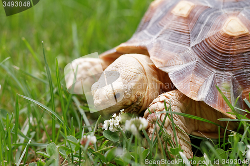 Image of African Spurred Tortoise