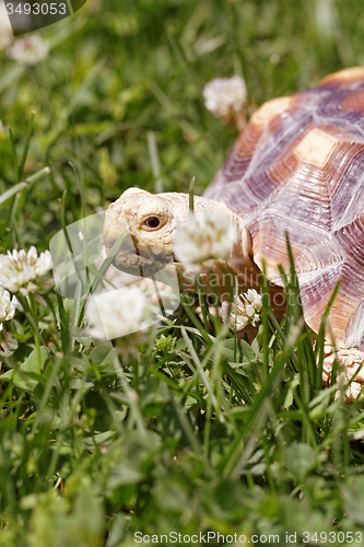 Image of African Spurred Tortoise