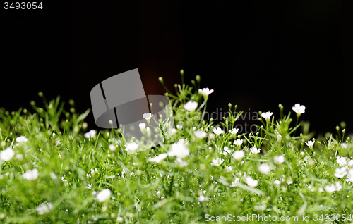 Image of Sweet alyssum