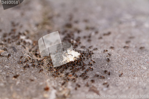 Image of Ants of bread