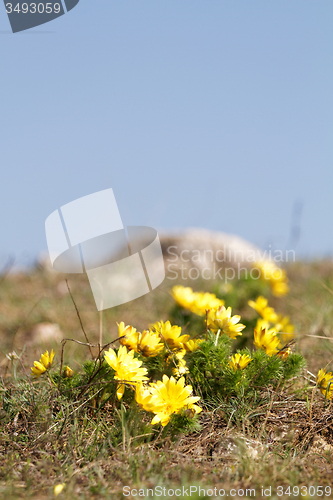 Image of Yellow flower