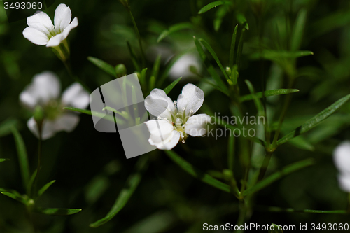 Image of Sweet alyssum