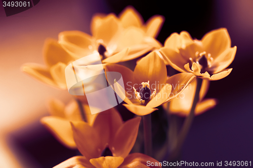 Image of Orange flower