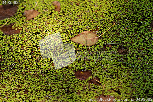 Image of Duckweed