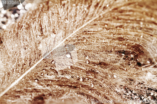 Image of Owl feathers