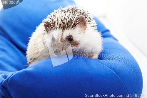 Image of Cute hedgehog