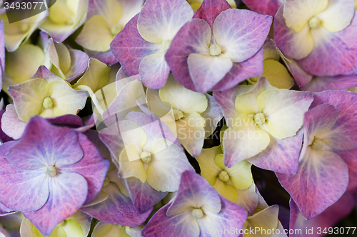 Image of Hydrangea