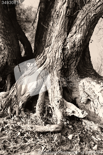 Image of Tree root