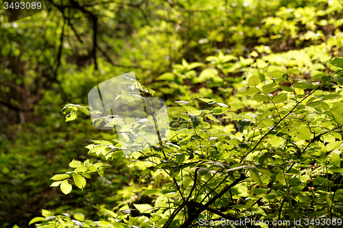 Image of Green leaf