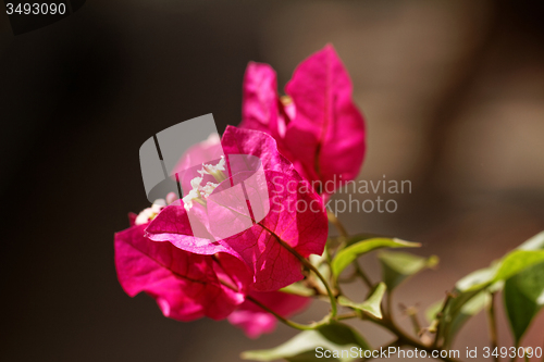 Image of Bougainvillea