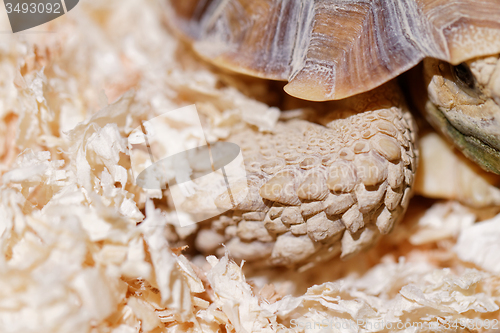 Image of African Spurred Tortoise