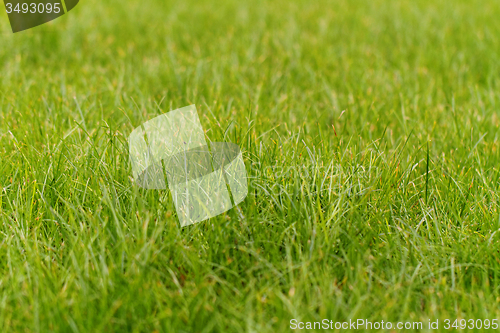 Image of Green grass
